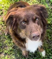 Amber, a female Miniature Australian Shepherd for sale in Bethany, IL – Photo 2 of 3