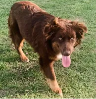Amber, a female Miniature Australian Shepherd for sale in Bethany, IL – Photo 3 of 3