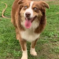 Marvel, a male Miniature Australian Shepherd for sale in Bethany, IL – Photo 2 of 4