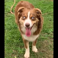 Marvel, a male Miniature Australian Shepherd for sale in Bethany, IL – Photo 1 of 4