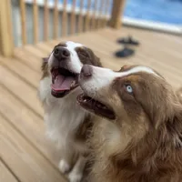 Marvel, a male Miniature Australian Shepherd for sale in Bethany, IL – Photo 3 of 4