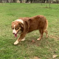 Marvel, a male Miniature Australian Shepherd for sale in Bethany, IL – Photo 4 of 4