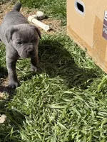 Clyde, a male Cane Corso for sale in Conway, AR – Photo 2 of 2