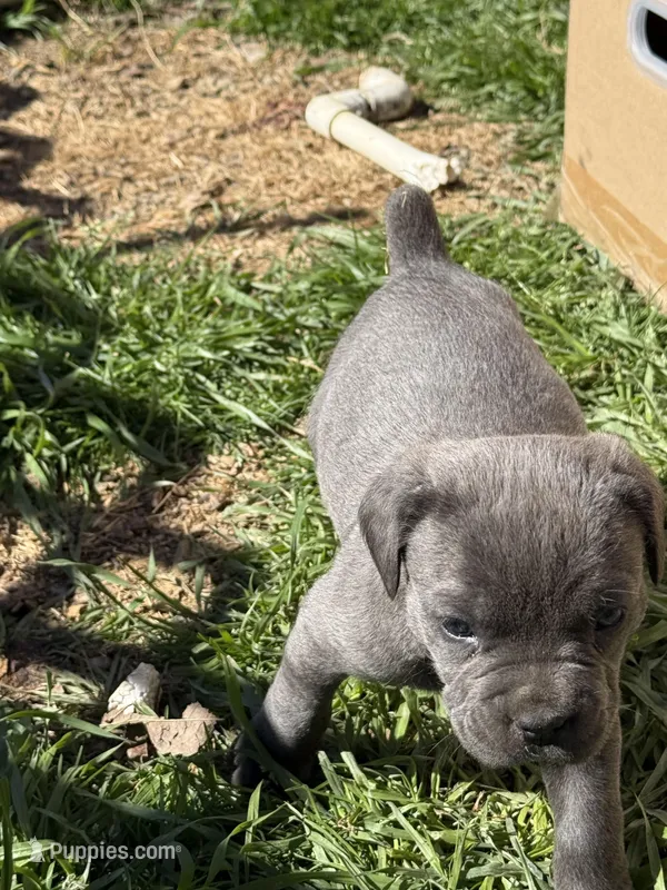 Clyde, a male Cane Corso for sale in Conway, AR – Photo 1 of 2