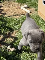 Clyde, a male Cane Corso for sale in Conway, AR – Photo 1 of 2