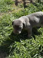 Stockings, a female Cane Corso for sale in Conway, AR – Photo 2 of 2