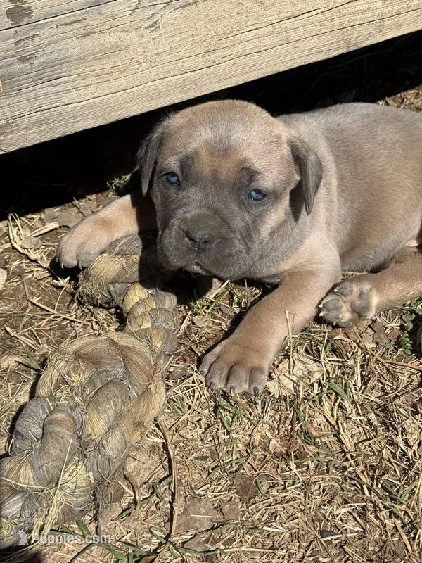 Beauty, a female Cane Corso for sale in Conway, AR – Photo 1 of 2