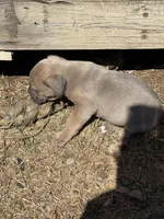 Beauty, a female Cane Corso for sale in Conway, AR – Photo 2 of 2