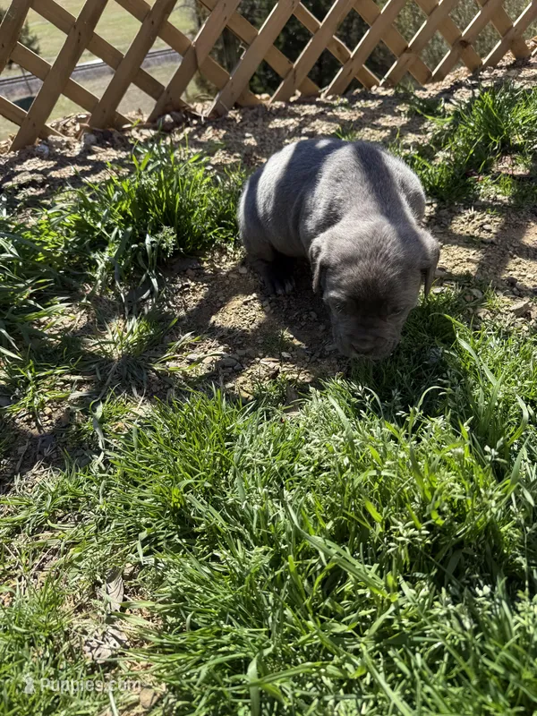 Bonnie, a female Cane Corso for sale in Conway, AR – Photo 1 of 2