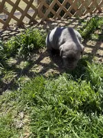 Bonnie, a female Cane Corso for sale in Conway, AR – Photo 1 of 2