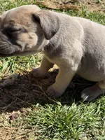 Jill, a female Cane Corso for sale in Conway, AR – Photo 2 of 2