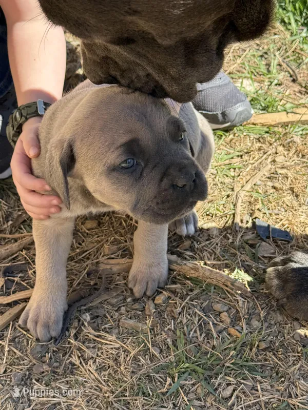 Jill, a female Cane Corso for sale in Conway, AR – Photo 1 of 2