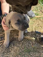 Jill, a female Cane Corso for sale in Conway, AR – Photo 1 of 2