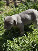 Jack, a male Cane Corso for sale in Conway, AR – Photo 1 of 2
