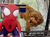 Boi, a male Poodle - Toy  for sale in Evanston, IL – 2 of 4