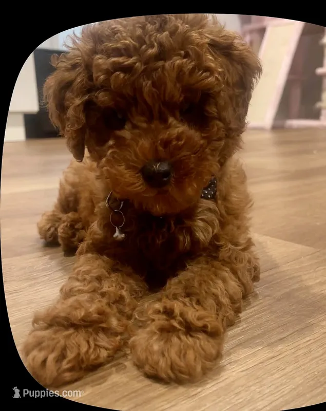 Boi – Poodle - Toy  puppy for sale in Evanston, IL