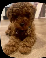 Boi, a male Poodle - Toy  for sale in Evanston, IL – 1 of 4