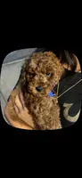 Boi, a male Poodle - Toy  for sale in Evanston, IL – 3 of 4