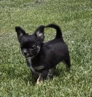 Little obie, a male Chihuahua for sale in West Terre Haute, IN – Photo 3 of 8