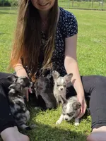 Little obie, a male Chihuahua for sale in West Terre Haute, IN – Photo 6 of 8