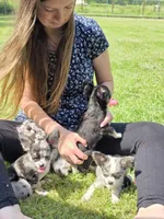 Little obie, a male Chihuahua for sale in West Terre Haute, IN – Photo 5 of 8