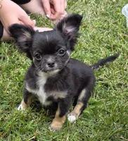 Little obie, a male Chihuahua for sale in West Terre Haute, IN – Photo 1 of 8