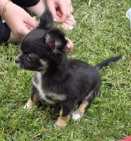 Little obie, a male Chihuahua for sale in West Terre Haute, IN – Photo 4 of 8