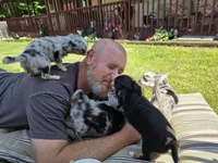 Little obie, a male Chihuahua for sale in West Terre Haute, IN – Photo 7 of 8