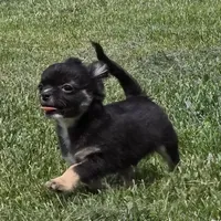 Little obie, a male Chihuahua for sale in West Terre Haute, IN – Photo 2 of 8