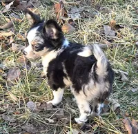 Shelby, a female Chihuahua for sale in West Terre Haute, IN – Photo 4 of 9