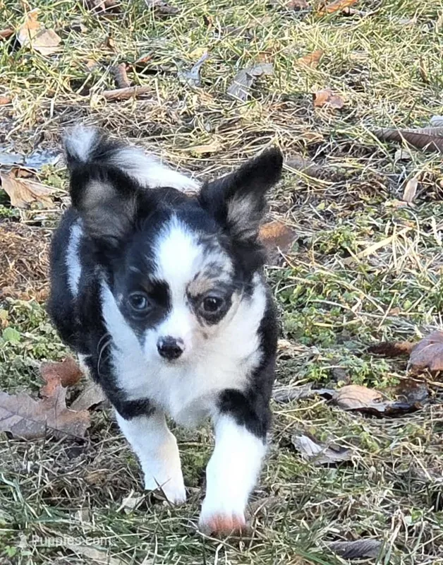 Shelby – Chihuahua puppy for sale in West Terre Haute, IN
