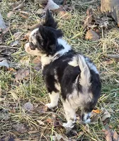 Shelby, a female Chihuahua for sale in West Terre Haute, IN – Photo 3 of 9
