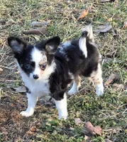 Shelby, a female Chihuahua for sale in West Terre Haute, IN – Photo 2 of 9