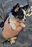 Shelby, a female Chihuahua for sale in West Terre Haute, IN – Photo 7 of 9