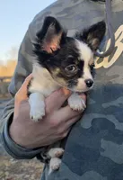 Shelby, a female Chihuahua for sale in West Terre Haute, IN – Photo 8 of 9