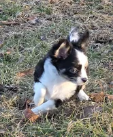 Shelby, a female Chihuahua for sale in West Terre Haute, IN – Photo 5 of 9