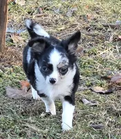 Shelby, a female Chihuahua for sale in West Terre Haute, IN – Photo 6 of 9