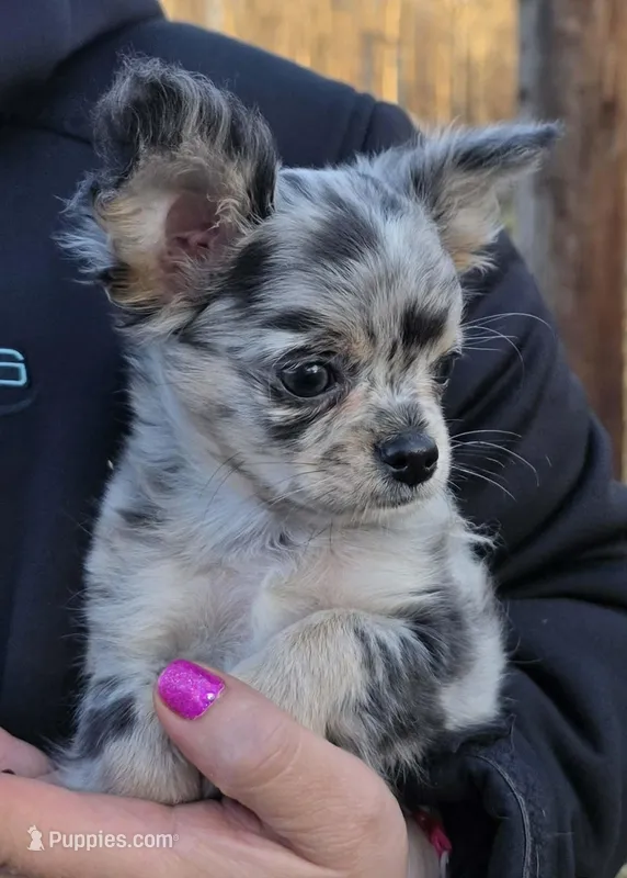 Bumpy, a male Chihuahua for sale in West Terre Haute, IN – Photo 1 of 9