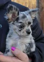 Bumpy, a male Chihuahua for sale in West Terre Haute, IN – Photo 1 of 9
