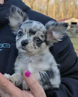Bumpy, a male Chihuahua for sale in West Terre Haute, IN – Photo 2 of 9