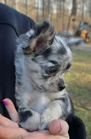Bumpy, a male Chihuahua for sale in West Terre Haute, IN – Photo 3 of 9