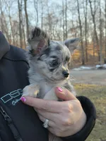 Bumpy, a male Chihuahua for sale in West Terre Haute, IN – Photo 9 of 9