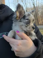 Bumpy, a male Chihuahua for sale in West Terre Haute, IN – Photo 6 of 9