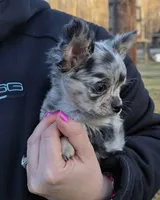 Bumpy, a male Chihuahua for sale in West Terre Haute, IN – Photo 5 of 9