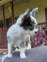 Rambo, a male Chihuahua for sale in West Terre Haute, IN – Photo 4 of 10
