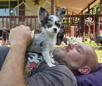 Rambo, a male Chihuahua for sale in West Terre Haute, IN – Photo 5 of 10