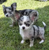 Rambo, a male Chihuahua for sale in West Terre Haute, IN – Photo 1 of 10