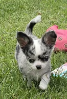 Rambo, a male Chihuahua for sale in West Terre Haute, IN – Photo 9 of 10