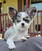 Rambo, a male Chihuahua for sale in West Terre Haute, IN – Photo 6 of 10