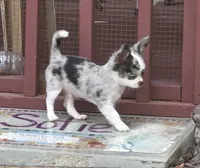 Rambo, a male Chihuahua for sale in West Terre Haute, IN – Photo 2 of 10